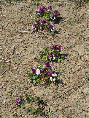 pansy mulched